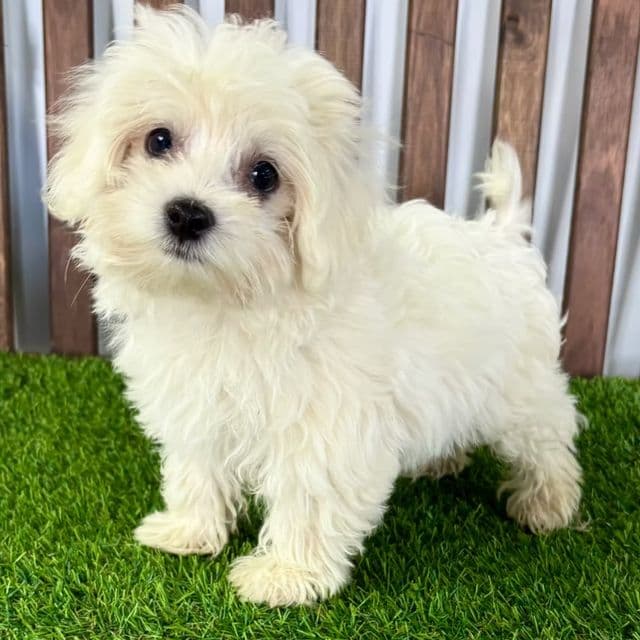 Kai - Maltese Male