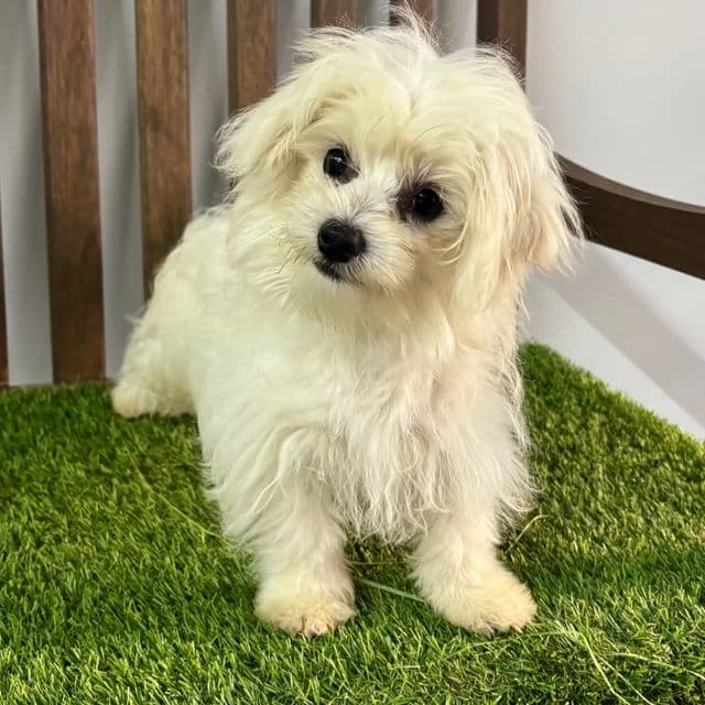 King - Maltese Male