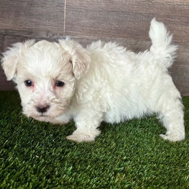 Major - Maltipoo Male