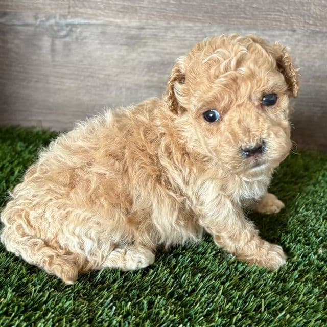 Misty - Maltipoo Female