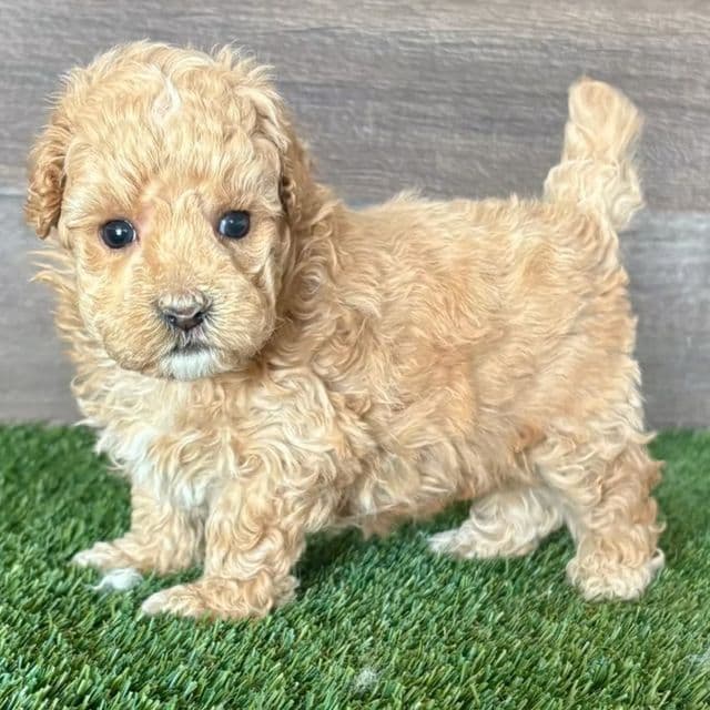 Mighty - Maltipoo Male