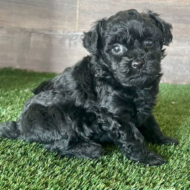 Mira - Maltipoo Female