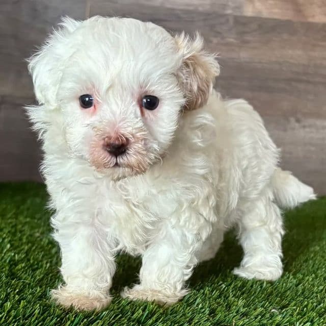 Myles - Maltipoo Male