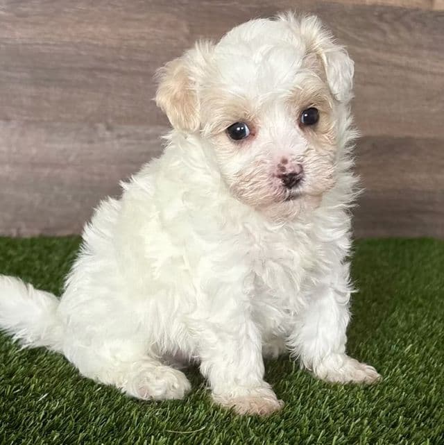Miso - Maltipoo Male