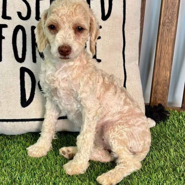 Tara - Toy Poodle Female