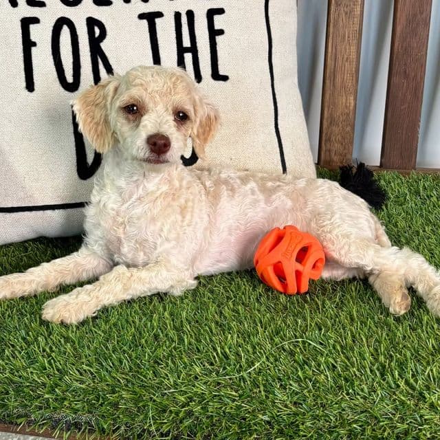 Tara - Toy Poodle Female