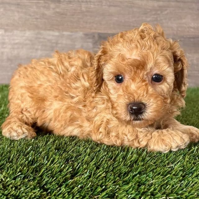 Theo - Toy Poodle Male
