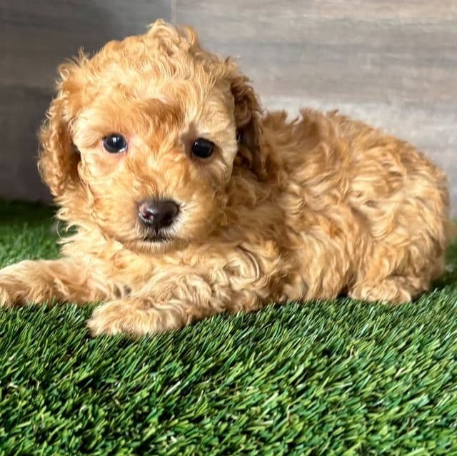 Toby - Toy Poodle Male