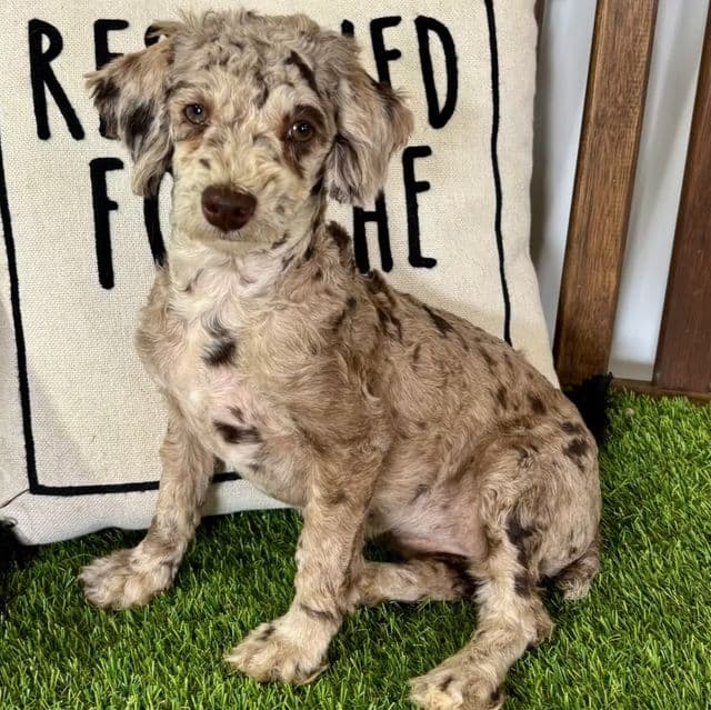 Tinsley - Toy Poodle Female