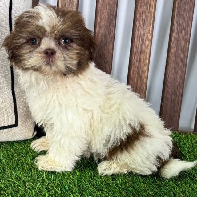 Sam - Shih Tzu Male