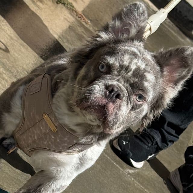 Niclaus  - French Bulldog Male