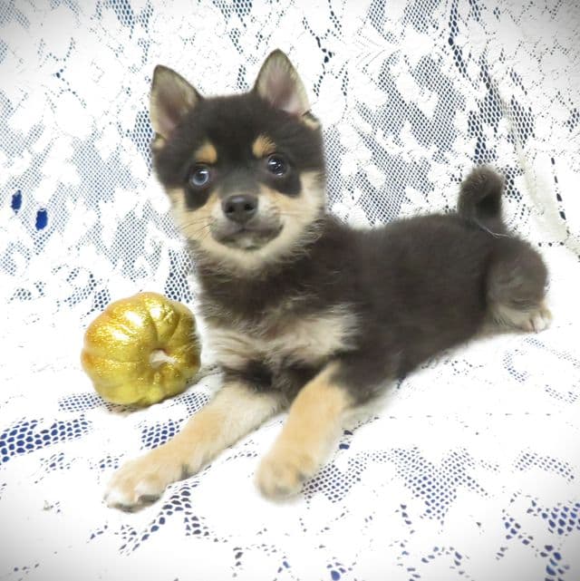 Princess Dazzle - Alaskan Klee Kai Female