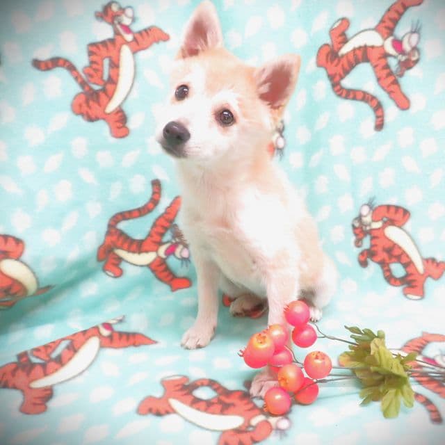 Prince Sparky - Alaskan Klee Kai Male