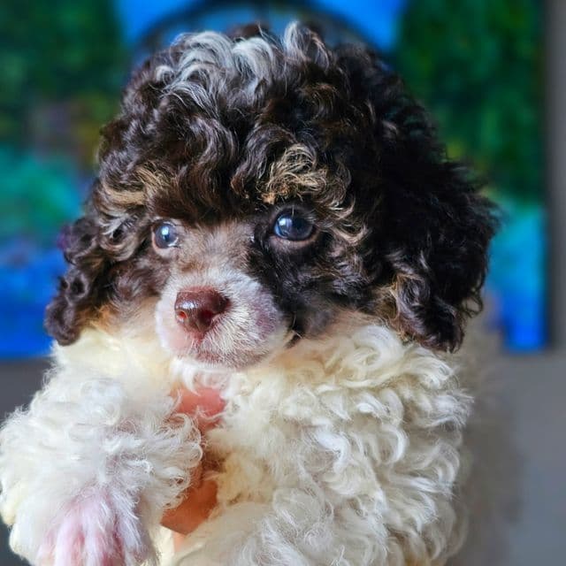 Thor. JR - Toy Poodle Male