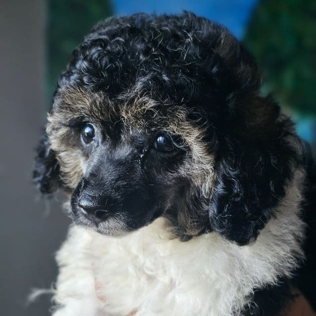 Devine - Toy Poodle Female