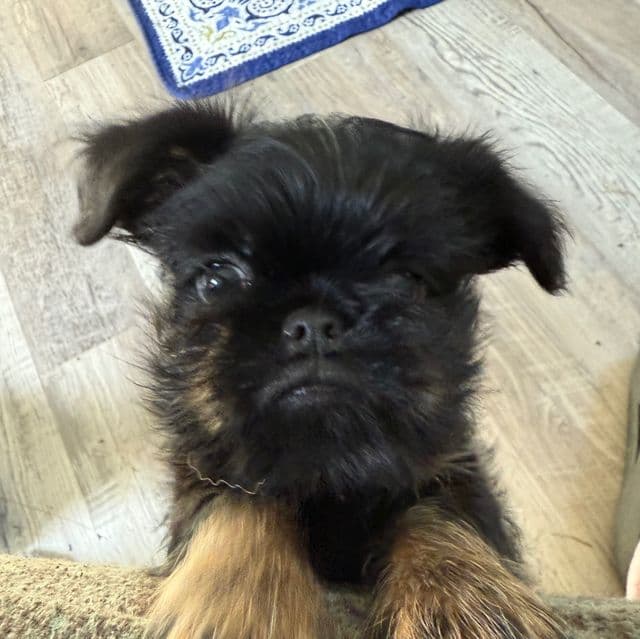 Sutton - Brussels Griffon Male