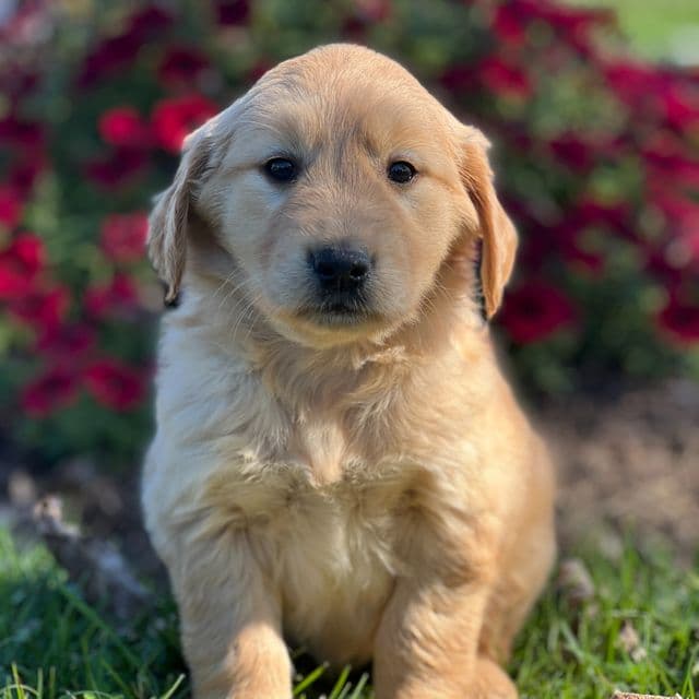 Stella - Golden Retriever Female