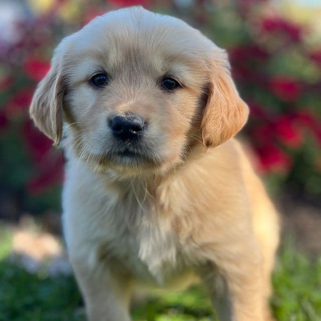 Simon - Golden Retriever Male
