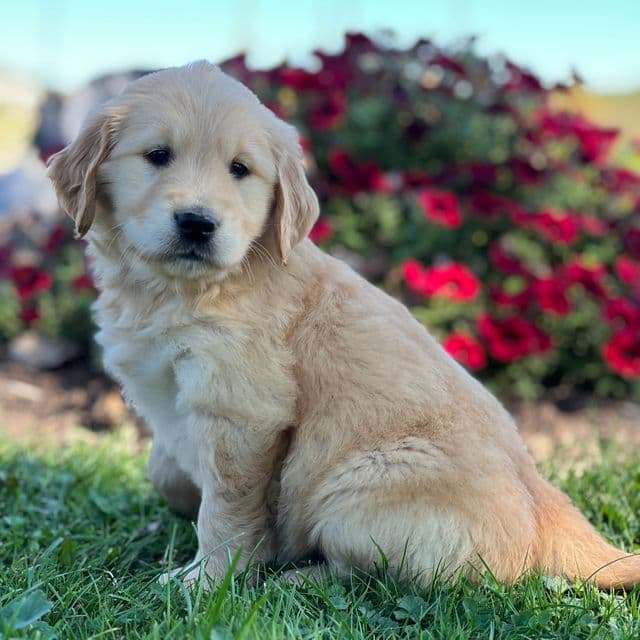 Samuel - Golden Retriever Male