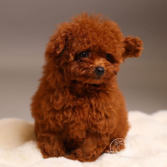 Teacup Rose - Toy Poodle Female