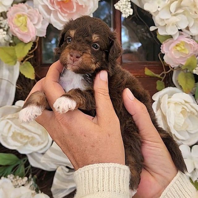 Diamo - Bernedoodle Male