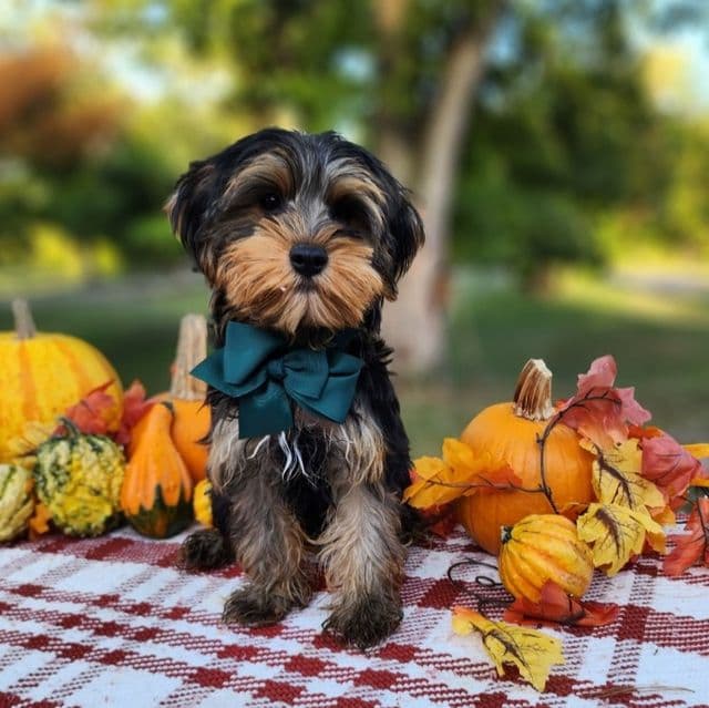 Simon - Yorkshire Terrier Male