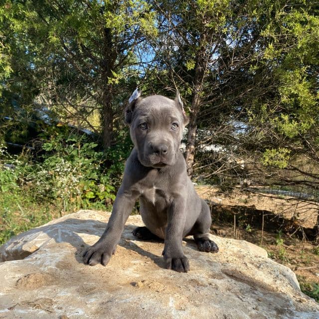 Ocean - Cane Corso Female