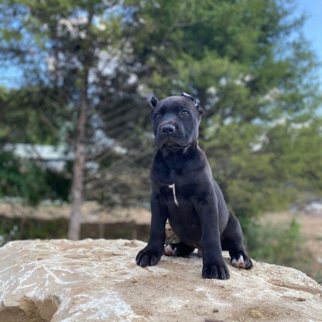 Diablo - Cane Corso Male