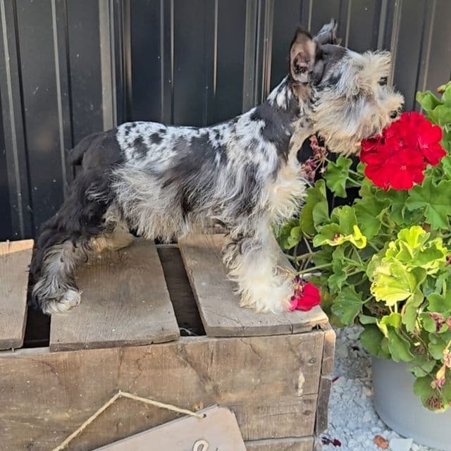 Merlin - Miniature Schnauzer Male