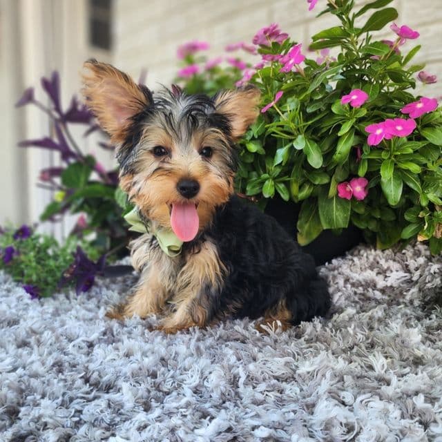 Linny - Yorkshire Terrier Male