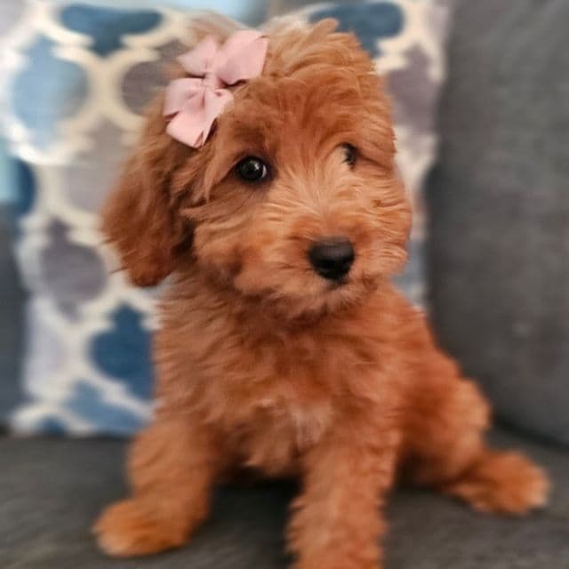 Ginger - Goldendoodle Female
