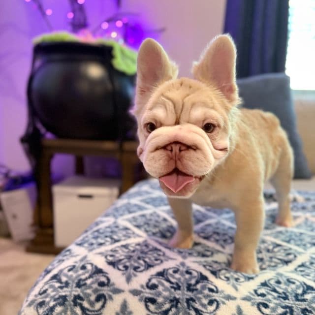 Nova - French Bulldog Female