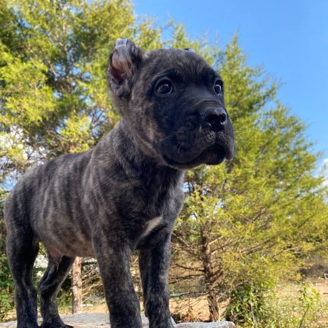 Armando  - Cane Corso Male