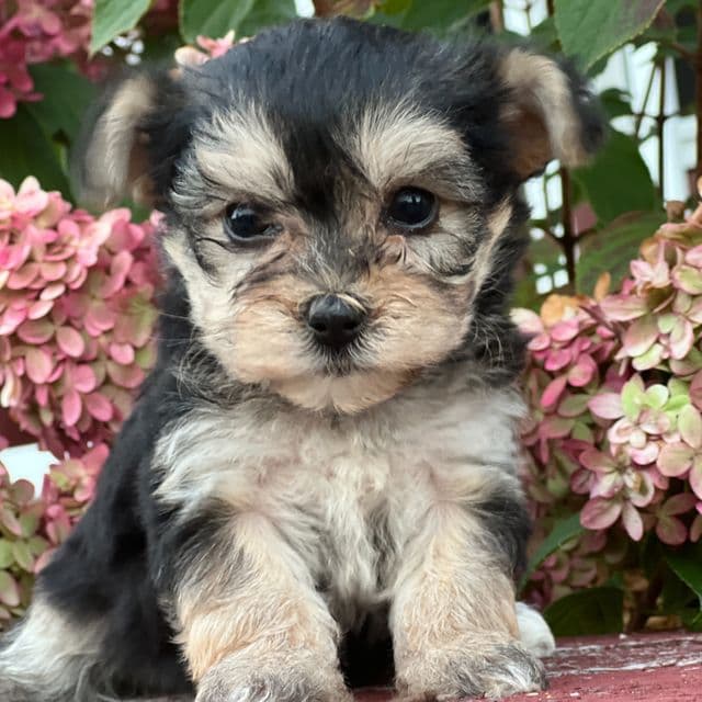 Leah - Morkie Female