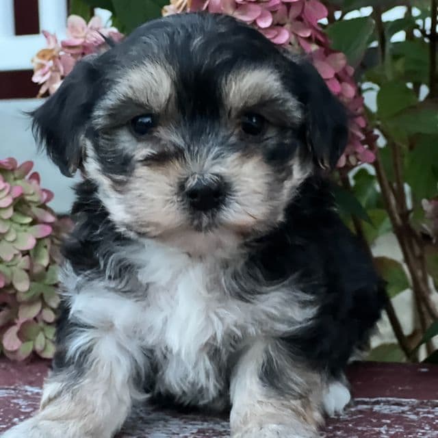Lemuel - Morkie Male