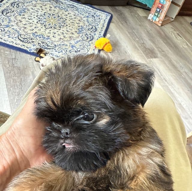 Spartan - Brussels Griffon Male