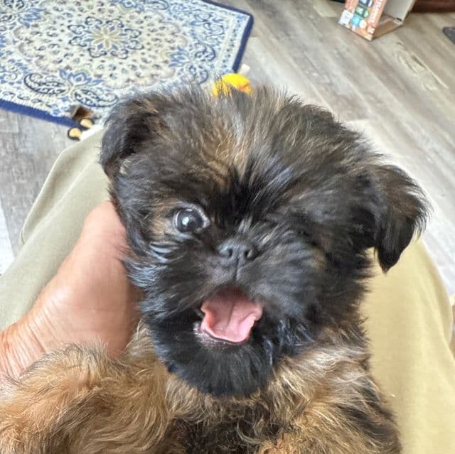 Spartan - Brussels Griffon Male