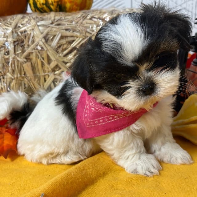 Pixie *RESERVED* - Shih Tzu Female
