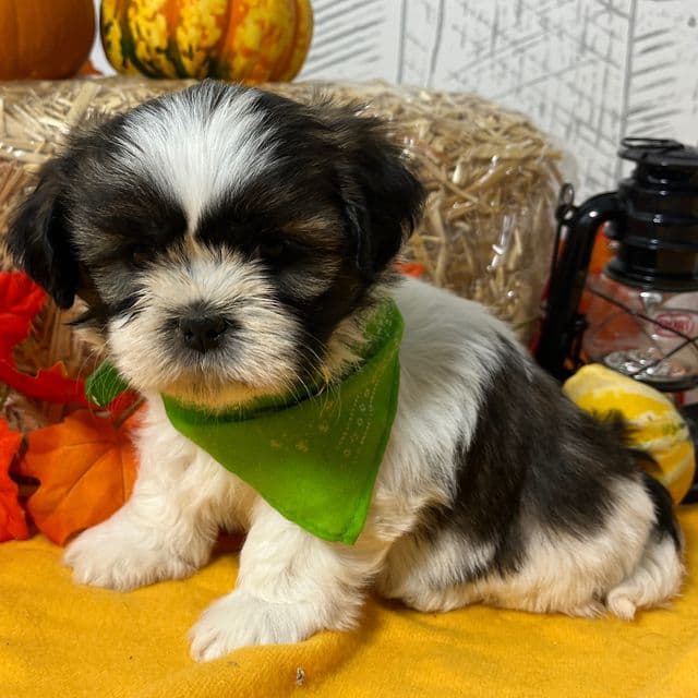 Daisy *RESERVED* - Shih Tzu Female