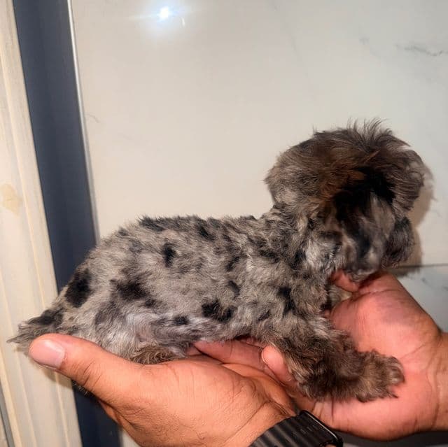 Taz  - Yorkipoo Male