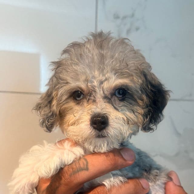 Sammy - Yorkipoo Female