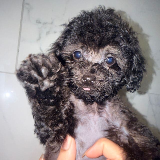Jamie  - Yorkipoo Female