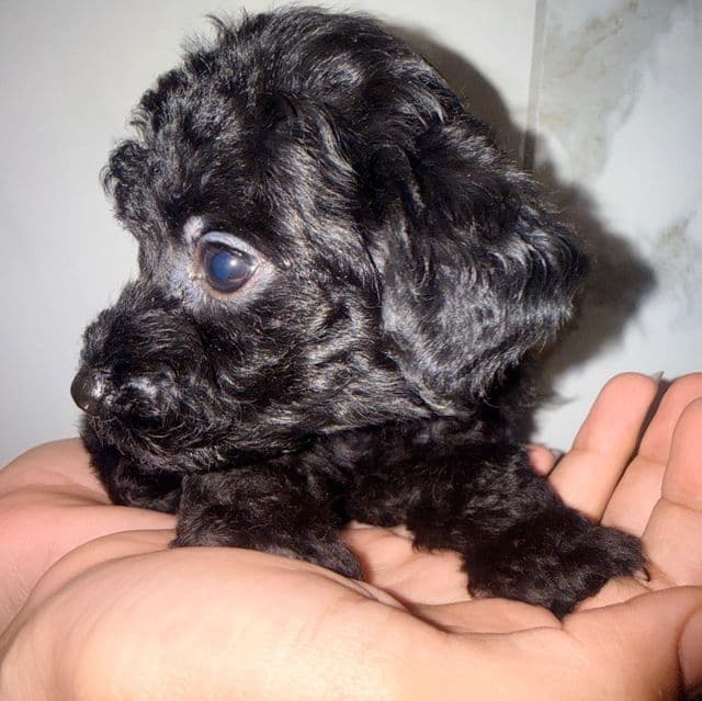Tea cup Tank  - Toy Poodle Male