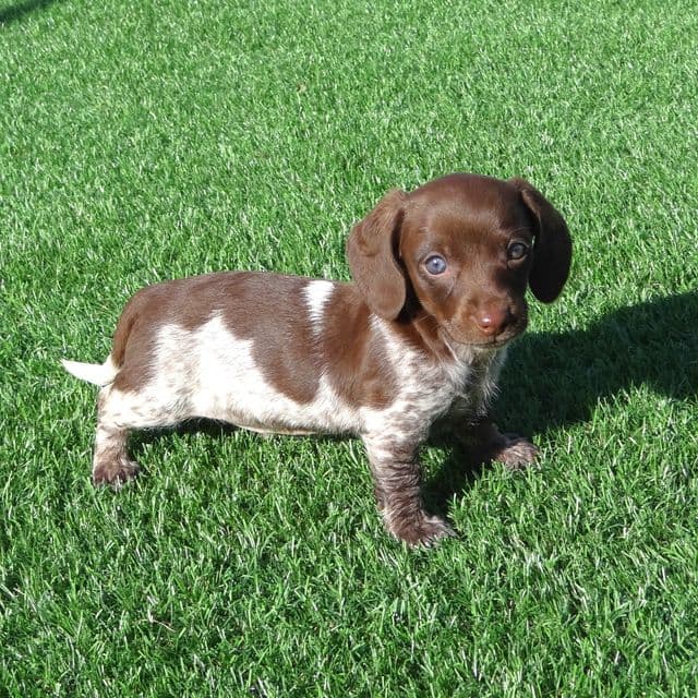 Pixie - Dachshund Female