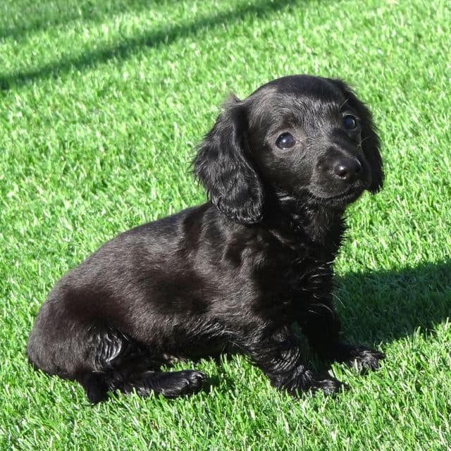 Queenie - Dachshund Female