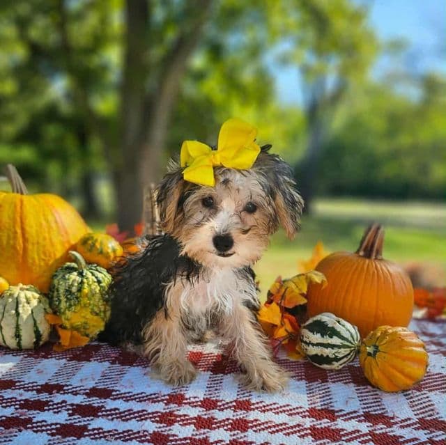 Dyna - Yorkshire Terrier Female