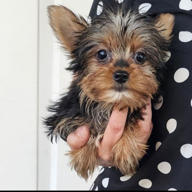 Tiny Milo - Yorkshire Terrier Male