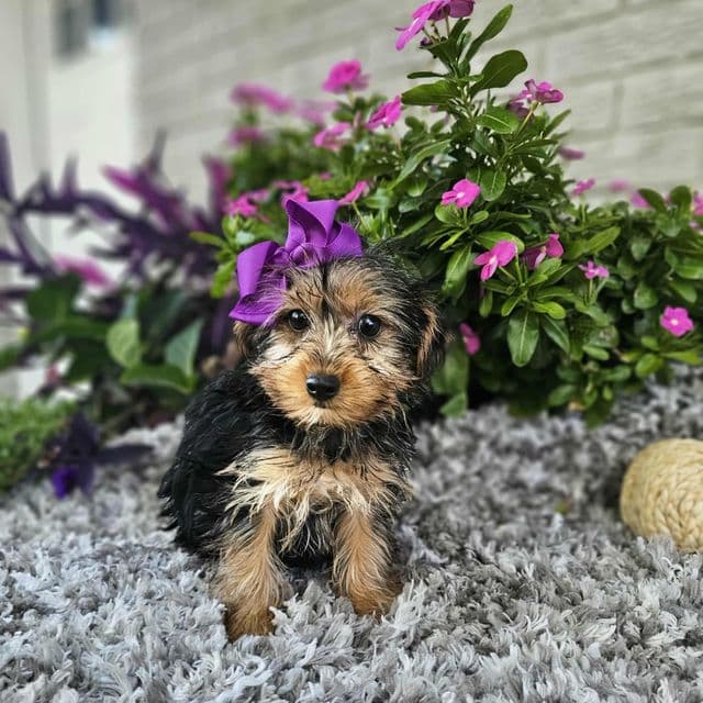 Sadie - Yorkshire Terrier Female