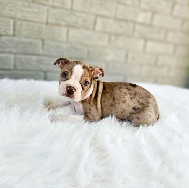 Chocolate Merle - Boston Terrier Male