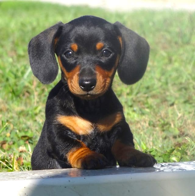 Finn - Dachshund Male